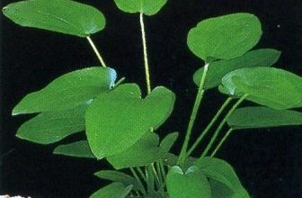 گیاه آبی شینودوریوس شلوتری