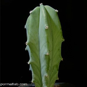 Myrtillocactus 1