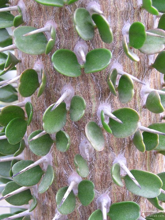 کاکتوس درختی آلودیا آسندنس