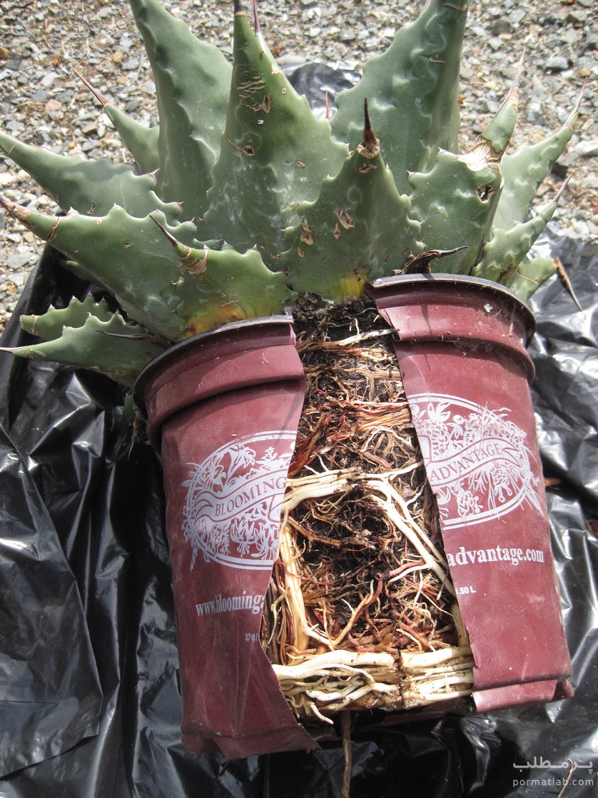 تنگ شدن گلدان کاکتوس | Pot Bound