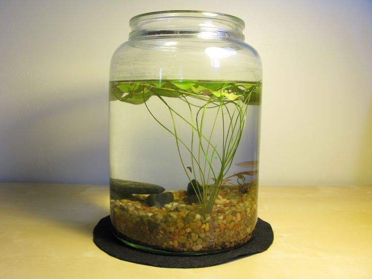 گیاهان آبزی در ظروف شیشه‌ای