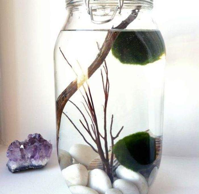 گیاهان آبزی در ظروف شیشه‌ای