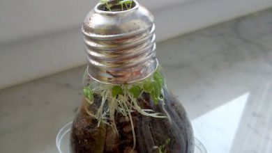 آموزش کاشت گیاه در لامپ + عکس