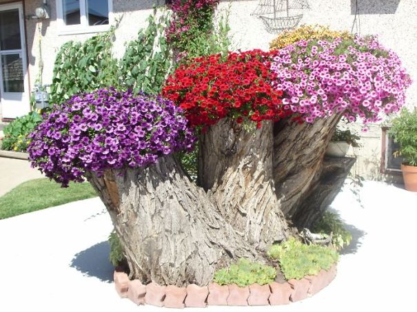 تبدیل تنه درخت به گلدان