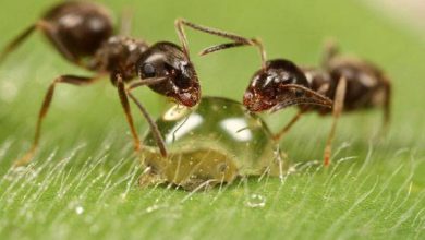 نمونه‌های زیبا از عکاسی ماکرو حشرات