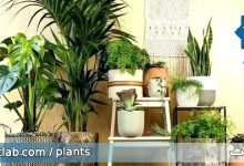 چند مدل آویزان کردن گیاهان آپارتمانی