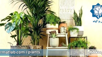 نمونه آویزان کردن گیاهان آپارتمانی