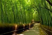 عکسهایی از جنگل بامبو شهر کیوتو  ژاپن