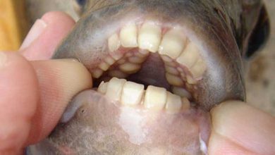 ماهی با دندان‌ شبیه انسان !