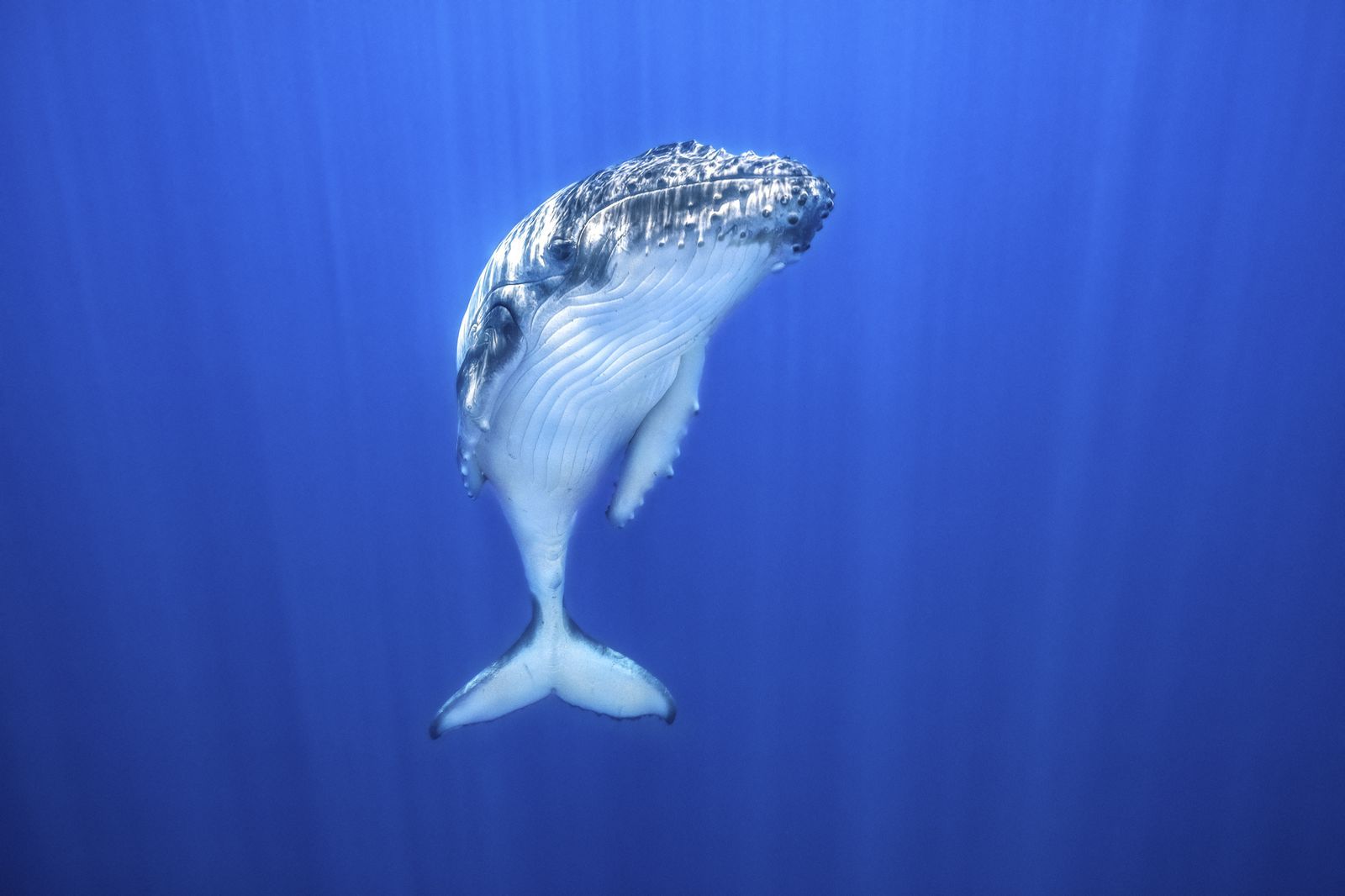 نهنگ کوهان دار در آب های تونگا