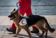 مانور‌ سگ های‌ جستجو و نجات‌ در دریاچه