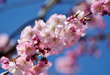 شکوفه های بهاری درختان گیلاس در ژاپن