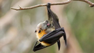 رازهای عجیب درباره خفاش‌ها