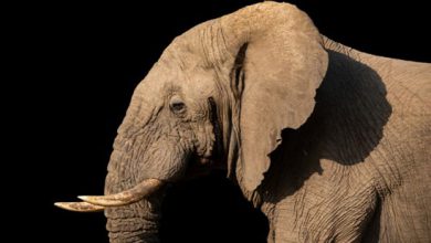 چرا فیل‌ها گوشهایشان این‌قدر بزرگ است؟