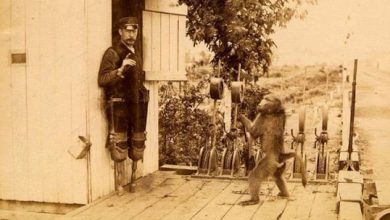 میمونی باهوش که در راه‌آهن مشغول کار شد