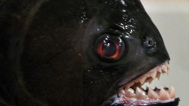 ماهی پیرانای سیاه