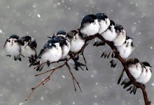 مجموعه تصاویر پرندگان در فصل سرما